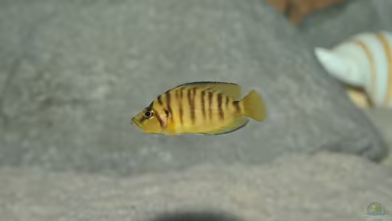 cheffin von Lars Schnabel (16)