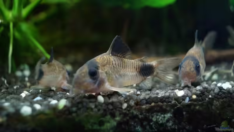 Chefin der Corydoras-Bande von Guido Seifert (23)