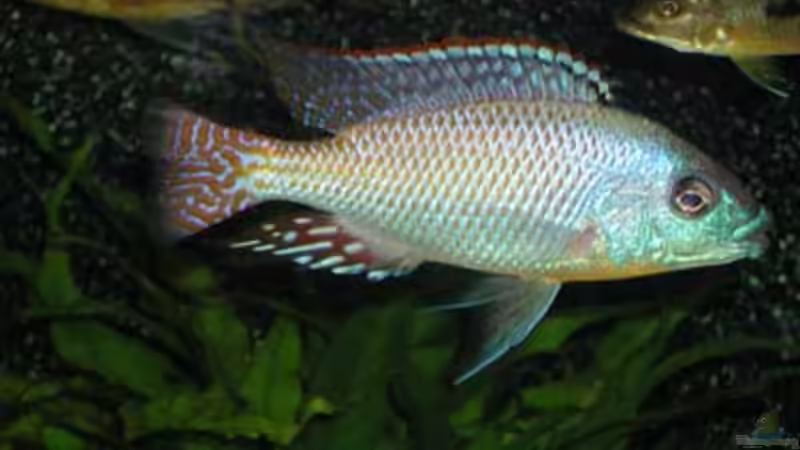 Cheilochromis euchilus von Heiko Gröschel (23)