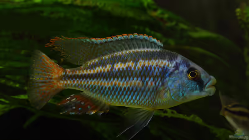 Cheilochromis euchilus WF 29.05.2013 von Klaus Lischka (56)