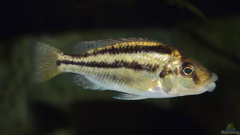 Aquarien mit Chilotilapia (Cheilochromis) euchilus