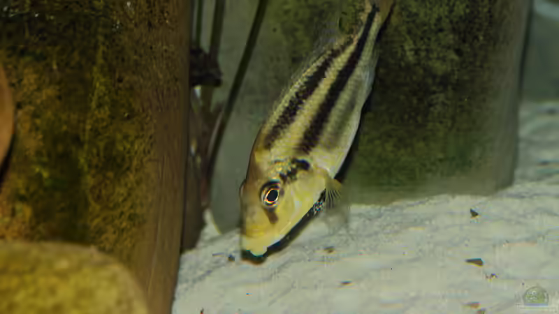 Aquarien mit Chilotilapia (Cheilochromis) euchilus