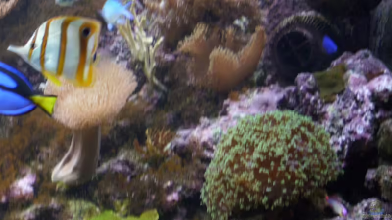 Chelmon rostratus von EX-MALAWI (10)