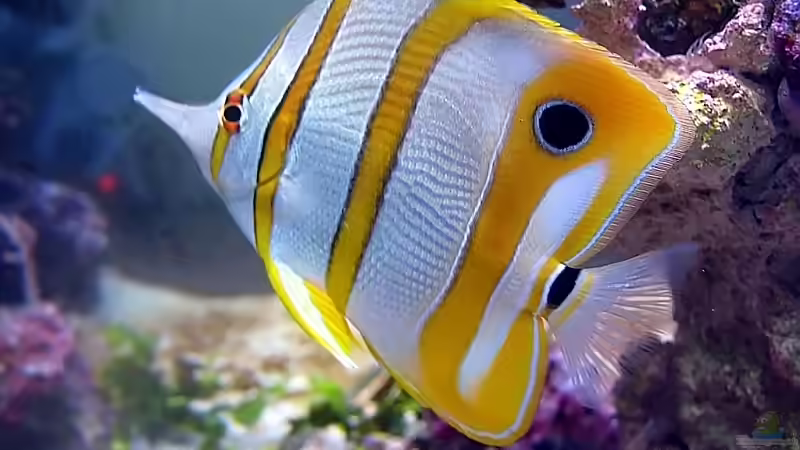 Chelmon rostratus von Petra Kallmeyer (22)