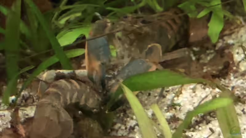 Cherax frisst Häutung von derflo (12)