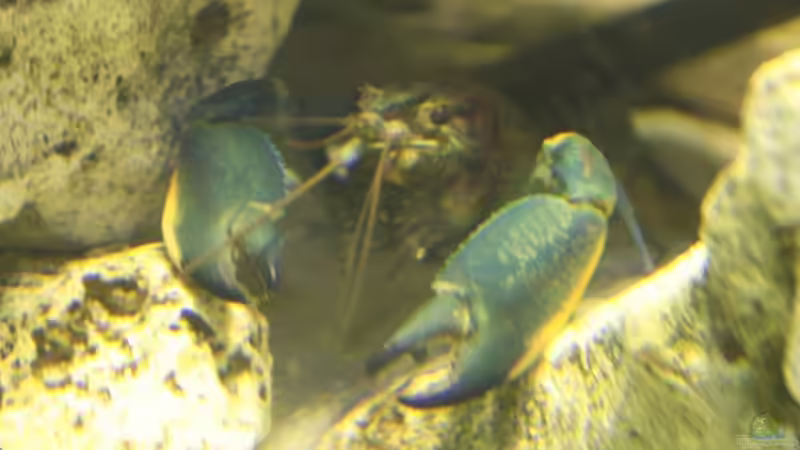 Aquarien mit Cherax pulcher (Blau-rosa Krebs)