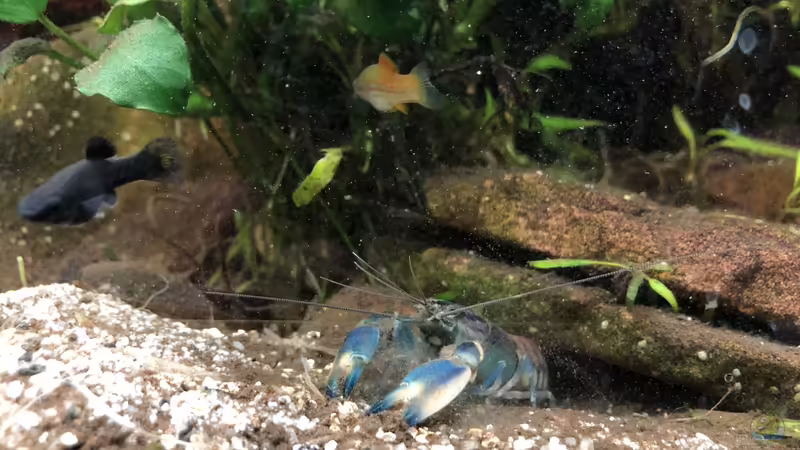 Cherax Pulcher von derflo (10)