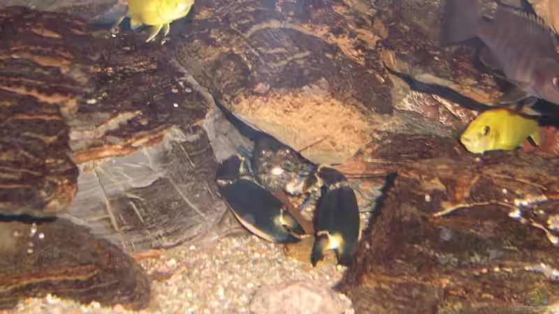 Cherax sp. ´blue moon´ von Mattes (2)