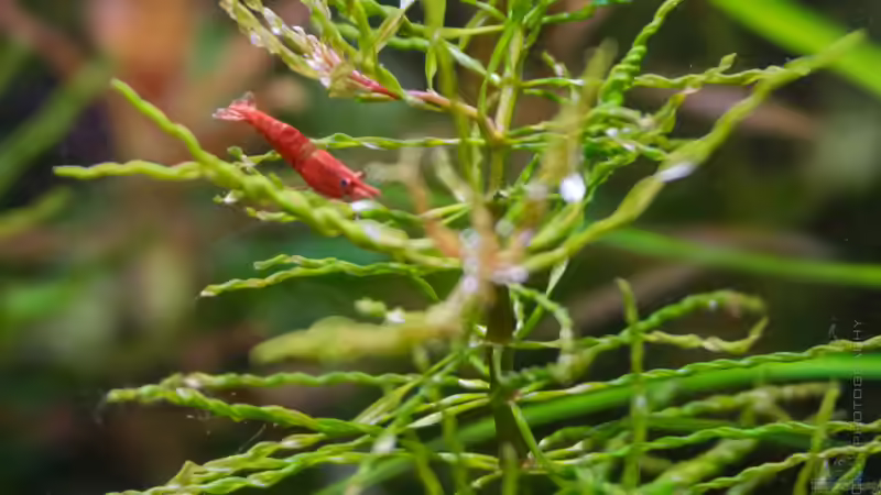 Cherry in da Curly 24.09.15 von Betta Chris (161)