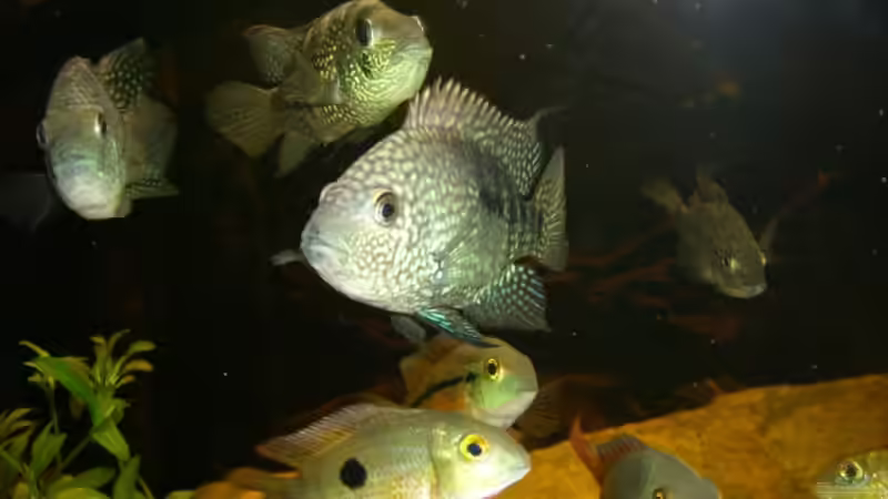 Chichlasoma Carpinte von Heiko Witt (7)