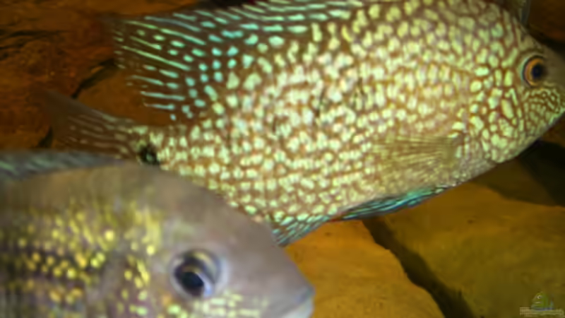 Chichlasoma Carpinte von Heiko Witt (9)