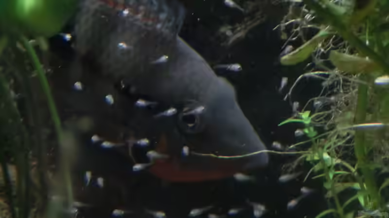 Chichlasoma meeki mit Nachwuchs von GoreSlayer (86)