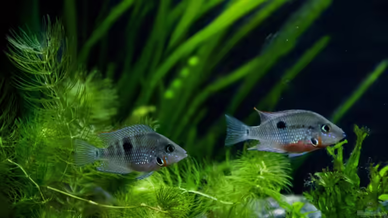 Chichlasoma meeki von GoreSlayer (87)