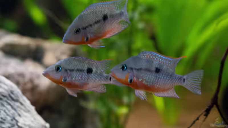 Chichlasoma meeki von GoreSlayer (88)