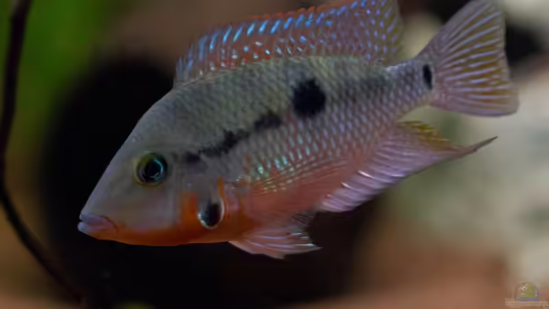 Chichlasoma meeki von GoreSlayer (90)