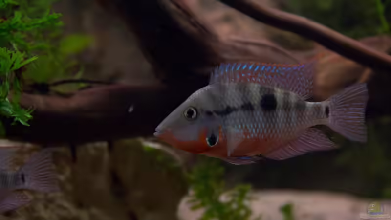 Chichlasoma meeki von GoreSlayer (91)