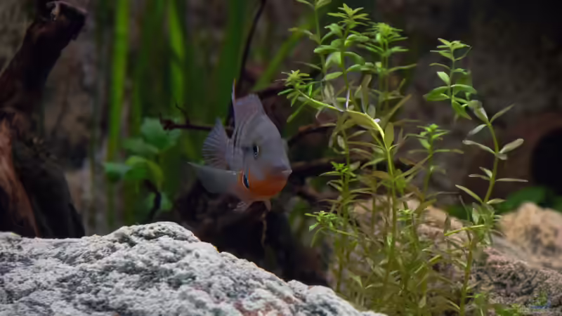 Chichlasoma meeki von GoreSlayer (94)