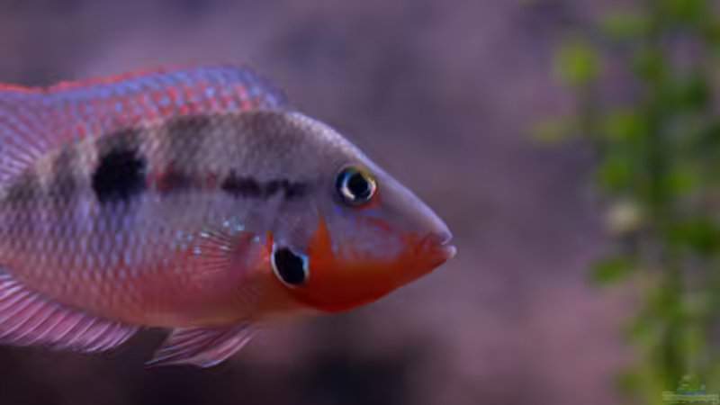 Chichlasoma meeki von GoreSlayer (95)