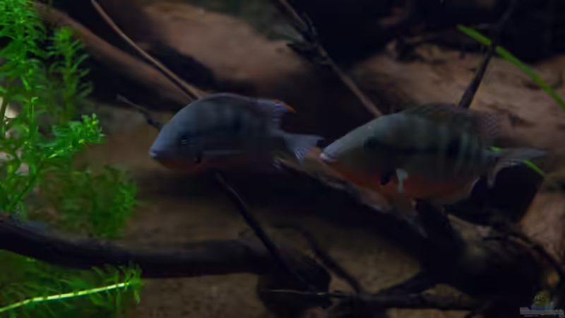 Chichlasoma meeki von GoreSlayer (96)