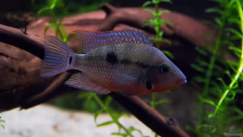 Chichlasoma meeki von GoreSlayer (98)