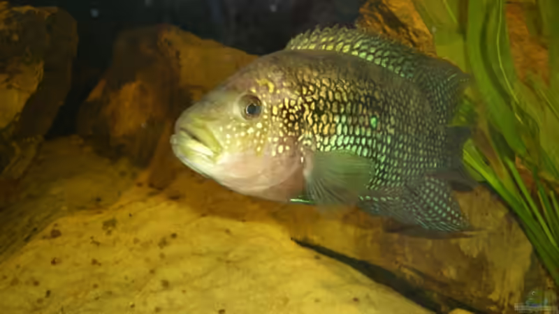 Chichlasoma Octofaciticum von Heiko Witt (10)