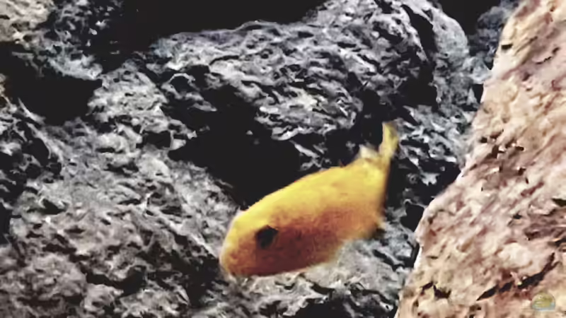 Chidongo saulosi  / w von Thomas0902 (52)