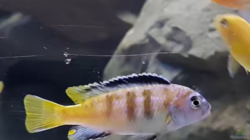 chidongo saulosi/ m färbt sich gerade von Thomas0902 (12)