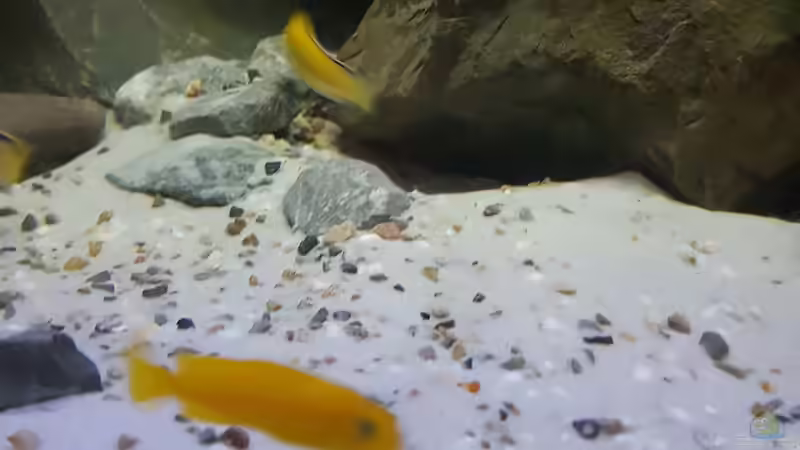 Chidongo saulosi von Thomas0902 (45)