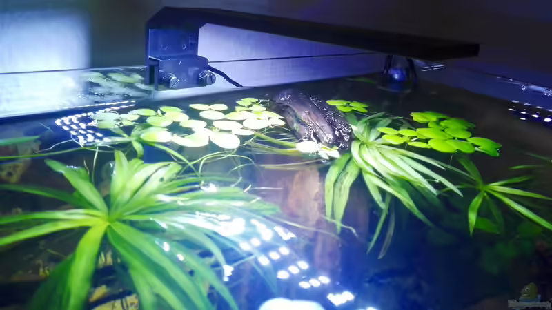 Chihiros Aquarium LED Beleuchtung (Einrichtungsbeispiele für Chihiros)