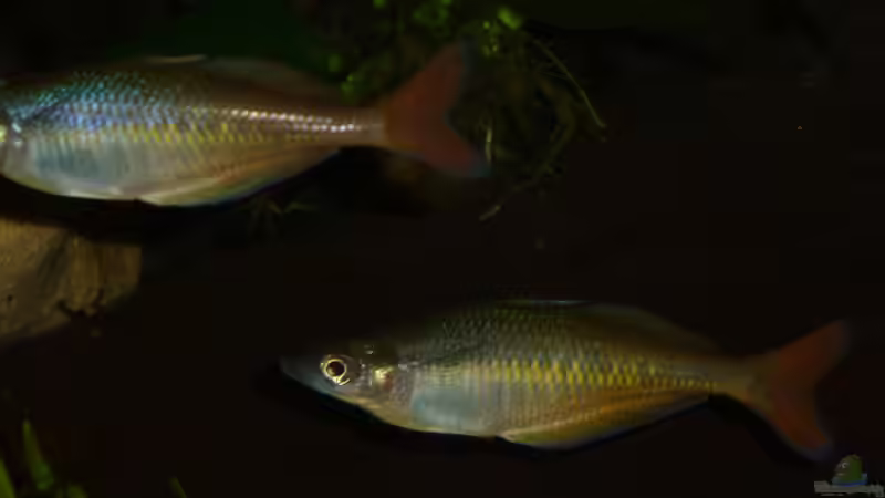 Chilaterina bleheri von Rainbowfan (29)