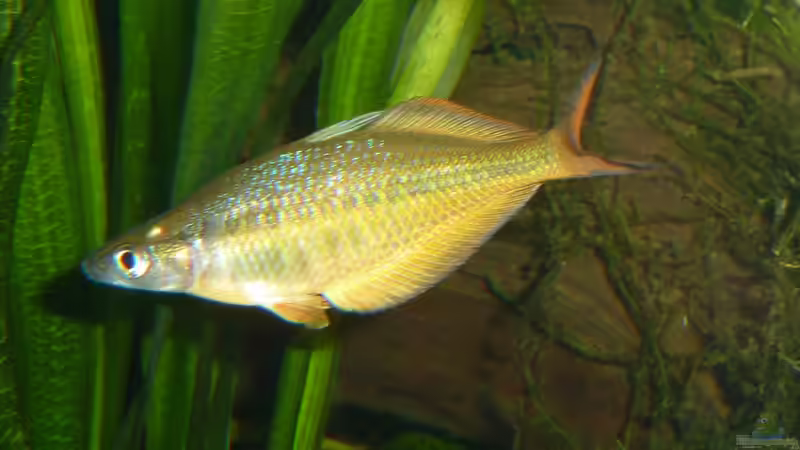 Chilaterina fasciata 2 von Rainbowfan (33)