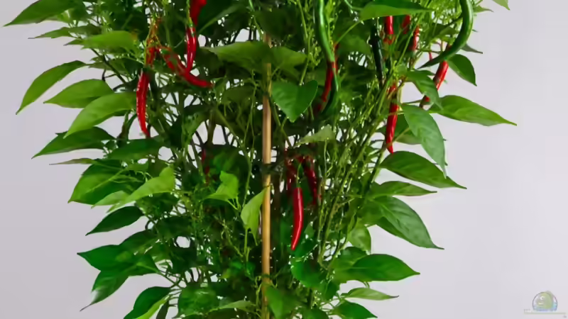 Chili Fiesta ´Pick & Joy´ (Capsicum annuum)