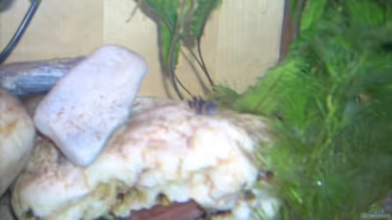 Chill out Stein ;D (etwas unscharf) von Exotist (15)