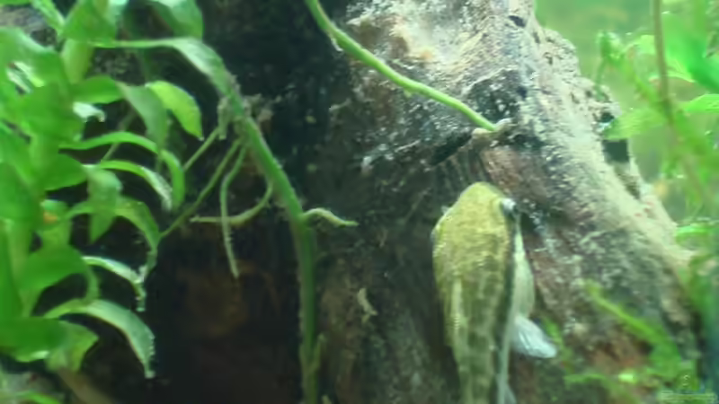 Chillender Oto  von Aquilegia (18)