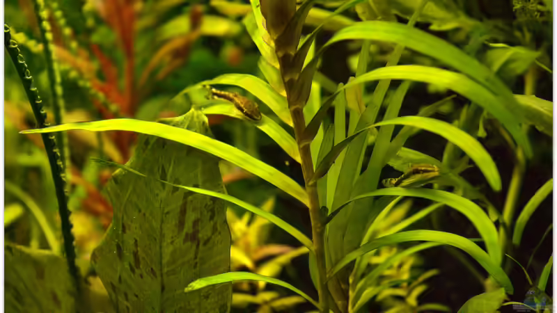 chillige Otos von hotwheelz (36)