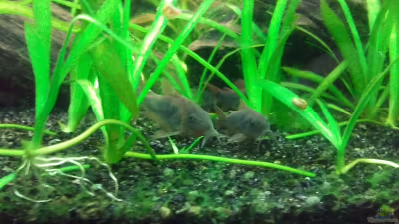 Chilln von Pulle (14)