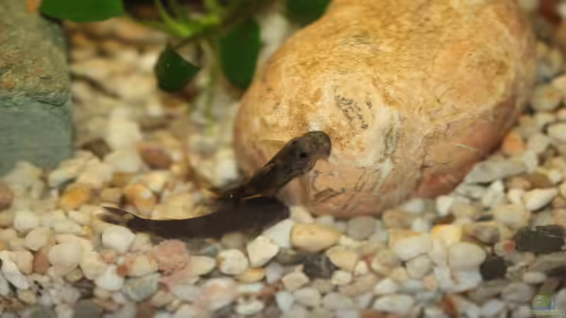 Chiloglanis cf. disneyi von Stanislav Kislyuk (16)