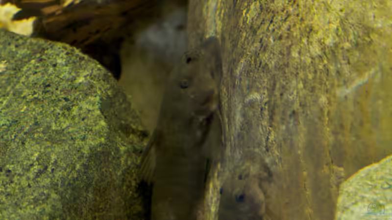 Chiloglanis cf. disneyi von Stanislav Kislyuk (22)