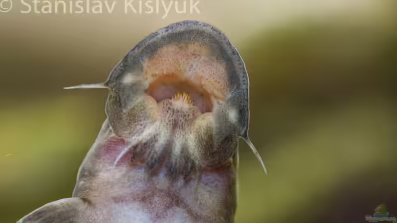 Chiloglanis congicus von Stanislav Kislyuk (14)