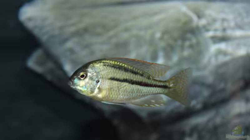 Chilotilapia	rhoadesii F1 von Lemans (12)