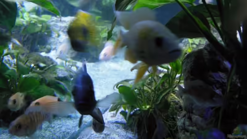 Chilumba, Baenschi und Fryeri von tomwu (37)