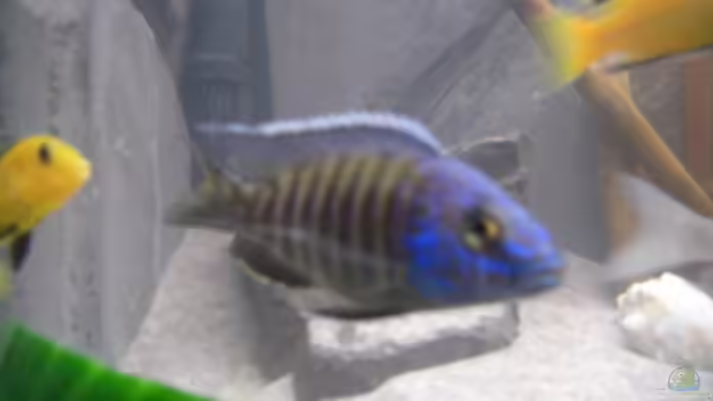 chilumba +yellows von Jonas Gerstlauer (2)