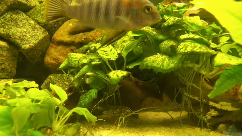 chilumba-bock von Sven Matthiesen (7)