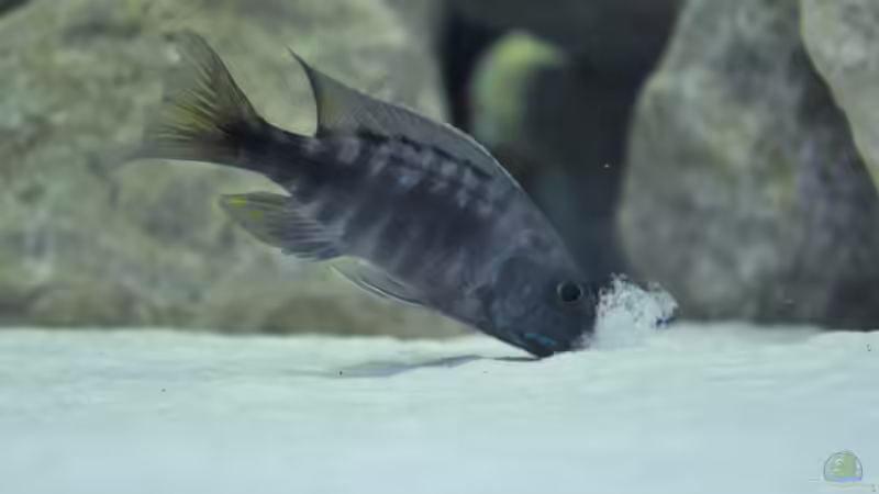 Chilumba von Ivory (11)