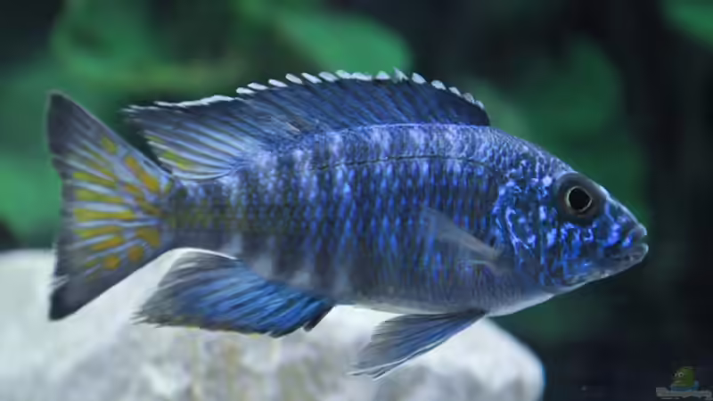 Chilumba von Ivory (7)