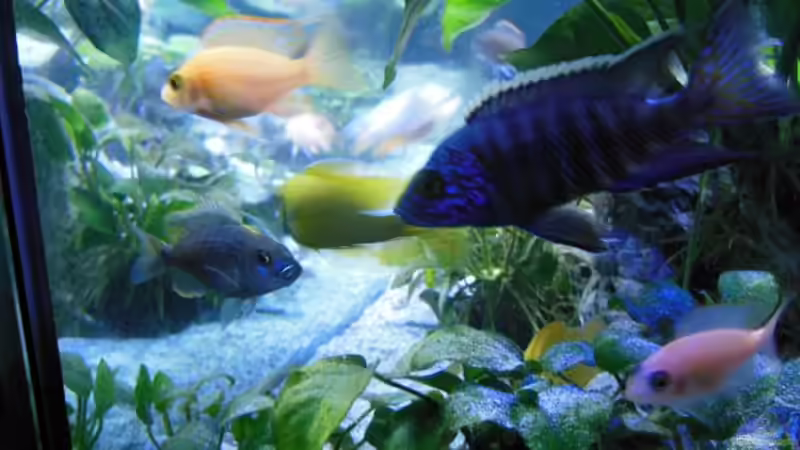 Chilumba von tomwu (39)