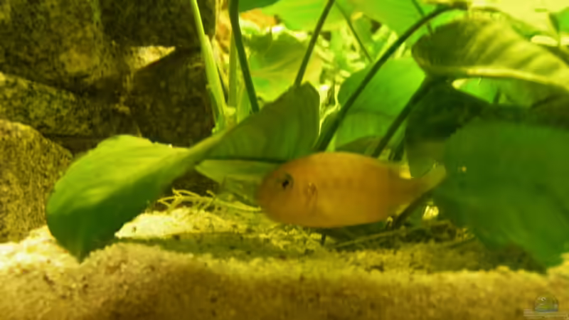 chilumba-weibchen mit Eiern von Sven Matthiesen (6)