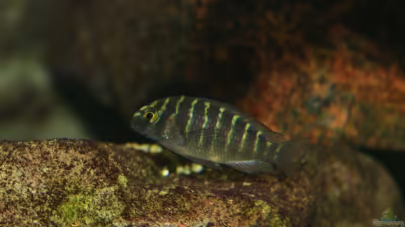 Chimba juv. von Katrin Rätz (14)