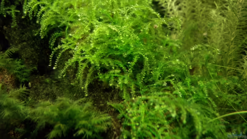 China-moos - Vesicularia spec. sinensis `China` von Arne (7)