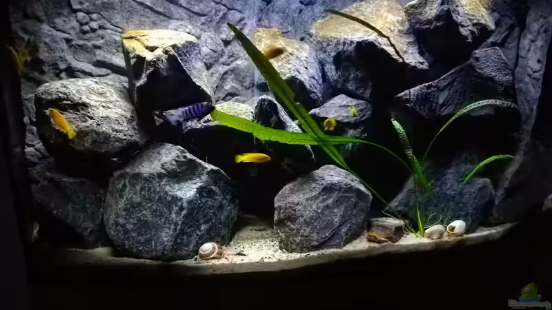 Chindongo Saulosi Artenbecken von SeCo89 (1)